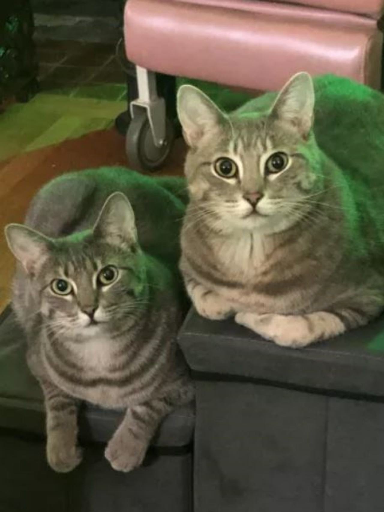 due gatti in casa