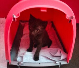 La gattina con la lingua a forma di cuore cerca casa per sempre