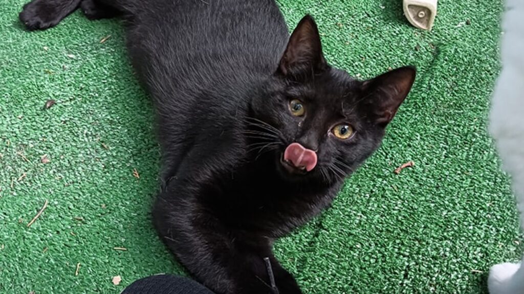 gattina con la lingua a forma di cuore