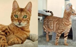 Questa gattina del Bengala è riuscita a trovare qualcuno che l’ha salvata, ma la sua vita è ancora in pericolo