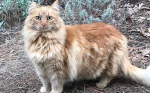 Era uno dei gatti preferiti dei visitatori Disneyland, purtroppo non c’è più: addio piccola Nutmeg