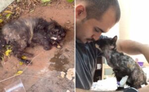 La gattina ringrazia l’uomo che le ha salvato la vita nel modo più tenero che ci sia: l’ha riempito di baci (VIDEO)