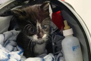 La gattina è stata trovata indifesa e miagolante sul ciglio della strada, ma ora ha altri mici a prendersi cura di lei