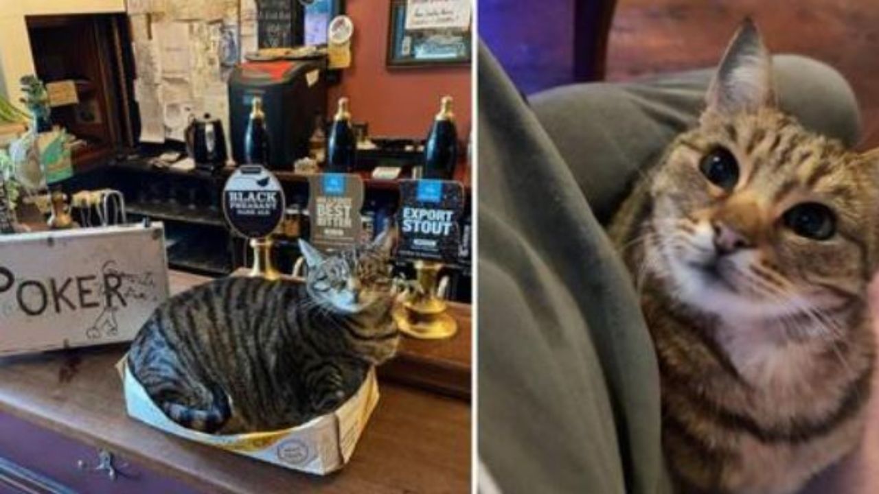 dei gatti in un pub