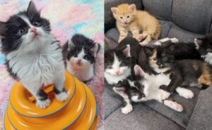 Cinque gattini arrivano in famiglia per uno scoppiettante nuovo inizio: è vero amore