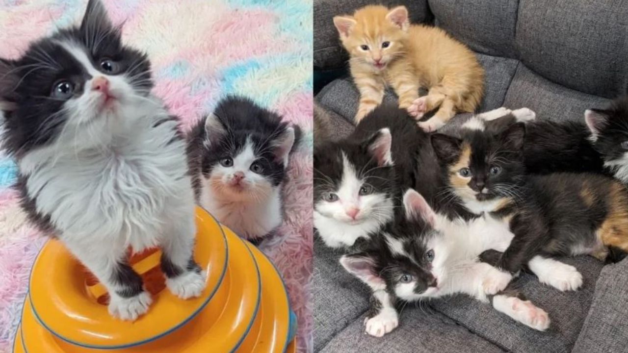 cinque gattini sani e salvi 