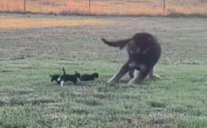 I gattini hanno trovato il compagno di gioco migliore che ci sia: un cane che salta insieme a loro