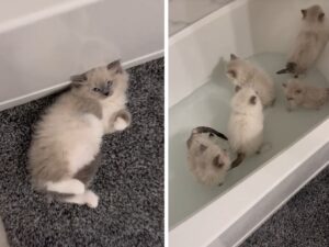 Il primo bagnetto di questi gattini Ragdoll è la sferzata di gioia e tenerezza di cui avevi proprio bisogno