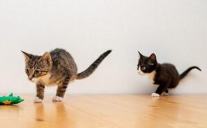 due gatti