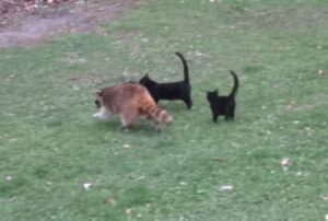 I due gattini randagi hanno stretto amicizia con un procione e cammino fianco a fianco, inseparabili