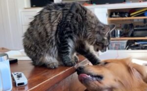 Questo gattino coraggioso decide di dimostrare all’amato fratello Golden Retriever chi è il più forte (VIDEO)