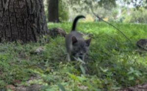 Una coppia trova un gattino nel parco, ma il ragazzo non è affatto un tipo da gatti (VIDEO)