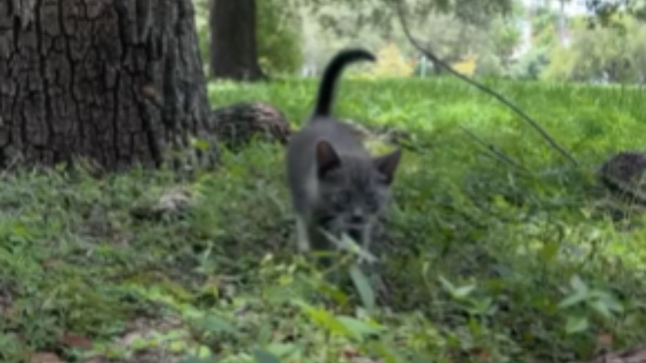 gatto nel bosco