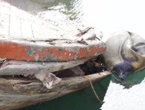 Gattino nel porto di Sciacca rischia di affondare: due turisti lo salvano