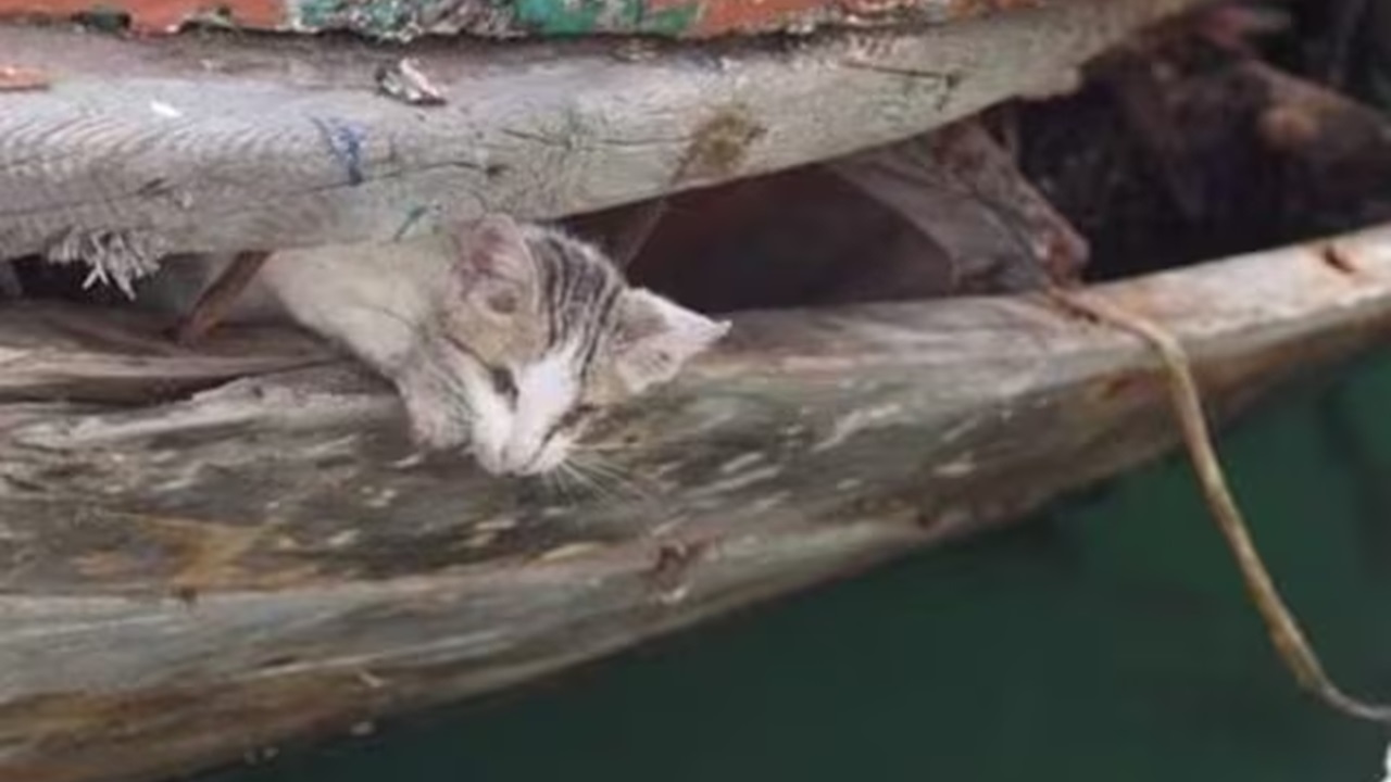 Gattino nel porto di Sciacca
