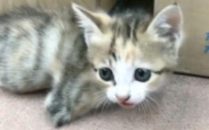 Il gattino non ha le zampe, ma ha un cuore grande e tanta voglia di vivere: “Tutti meritano la felicità” (VIDEO)
