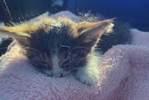 Lo hanno trovato in mezzo al prato, piccolo e indifeso: il gattino ha insistito fino alla fine per inseguirli