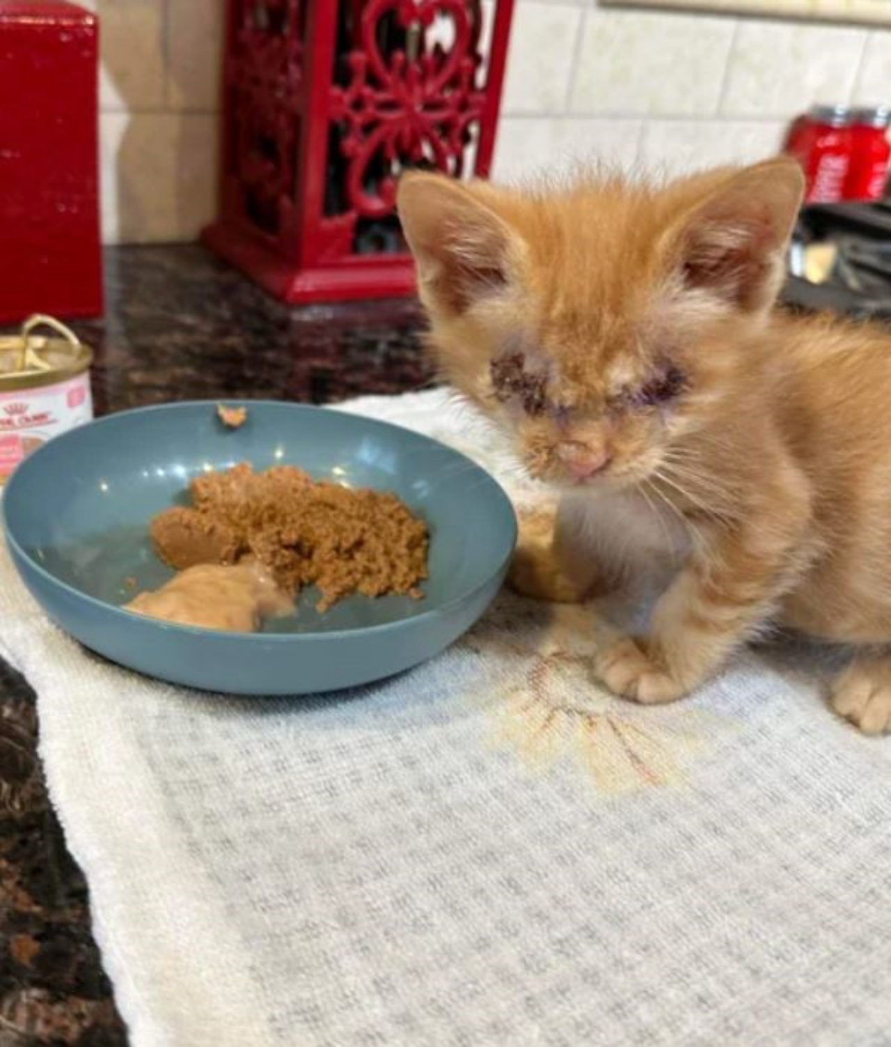 un gattino che mangia