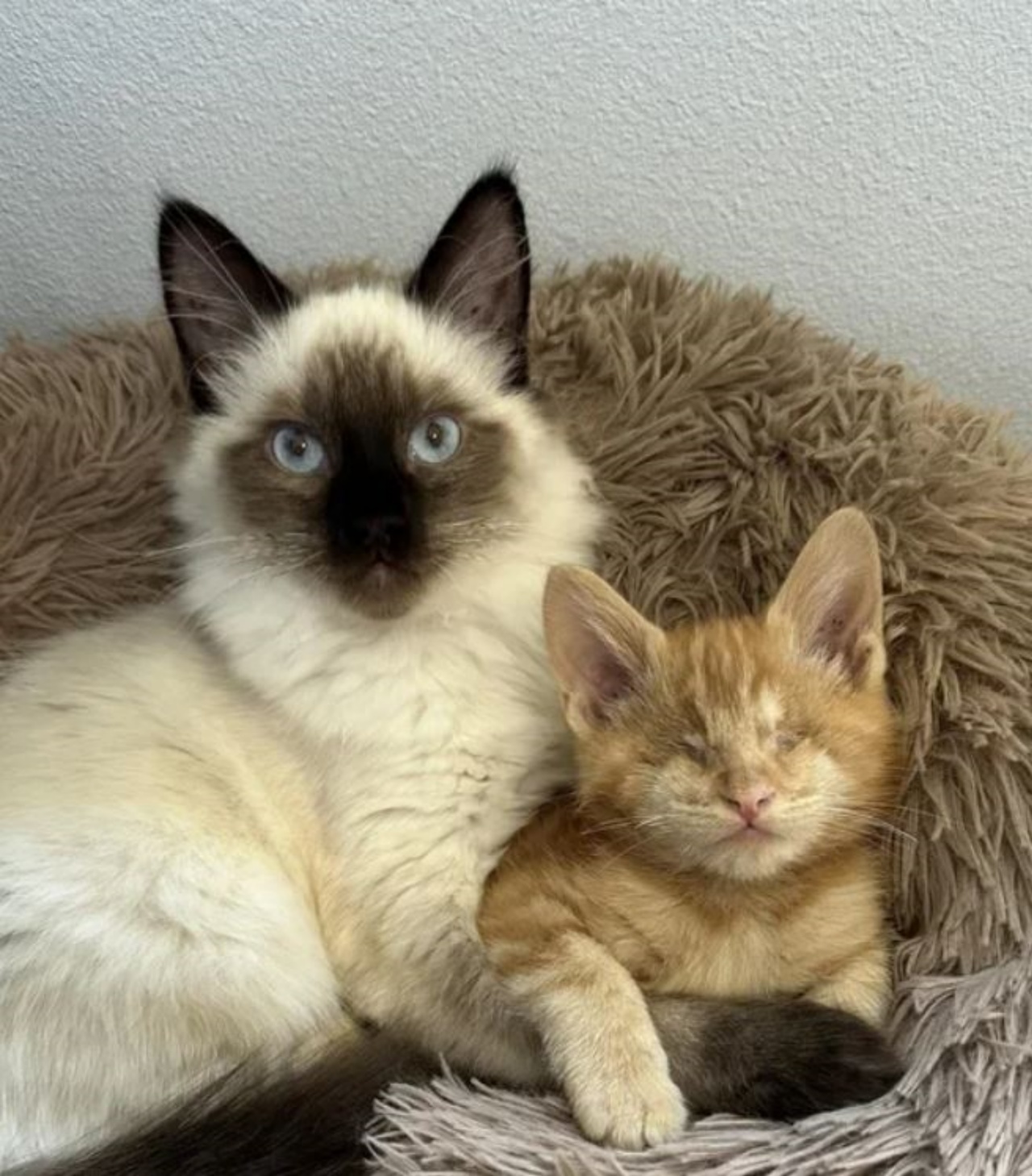 un siamese con un gattino arancione