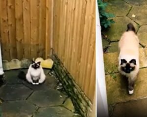 Ogni volta che vede il suo proprietario questo gatto adottato fa qualcosa che scioglie i cuori di tutti