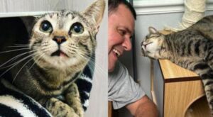 L’uomo viene irresistibilmente attratto da una gatta che ha aspettato per quasi 800 giorni per essere salvata