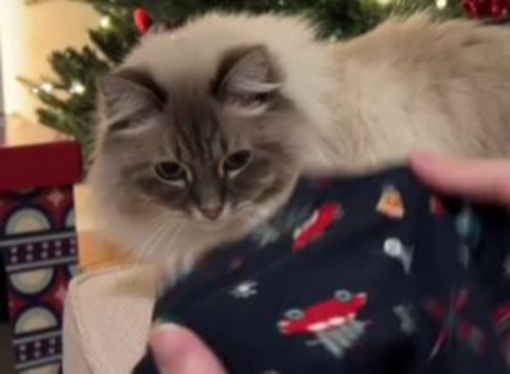 Questo gatto siberiano potrebbe fare il protagonista di una pubblicità tutta natalizia