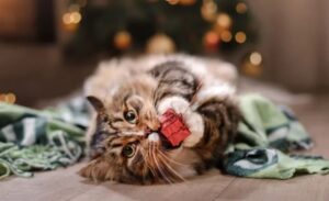 Questi genitori felini hanno i consigli (davvero) perfetti per tenere i gatti alla larga dall’albero di Natale