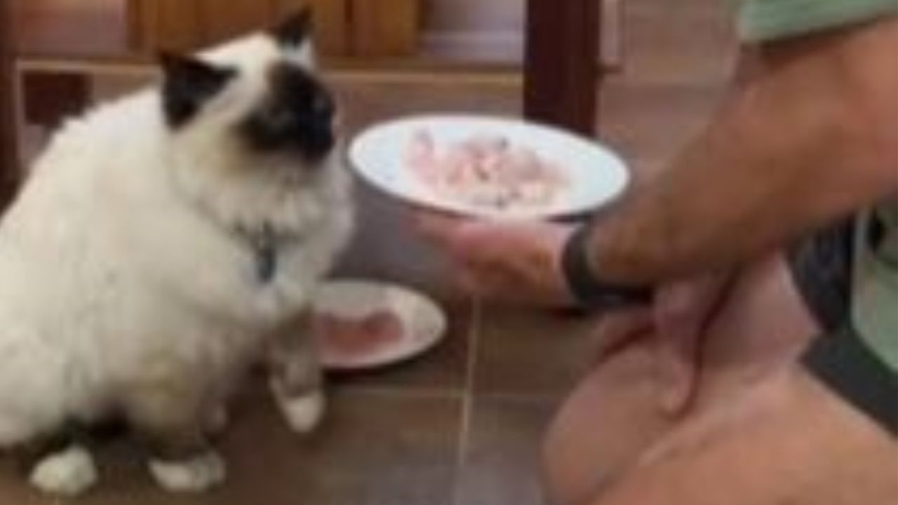 un gatto di fronte al suo cibo preferito