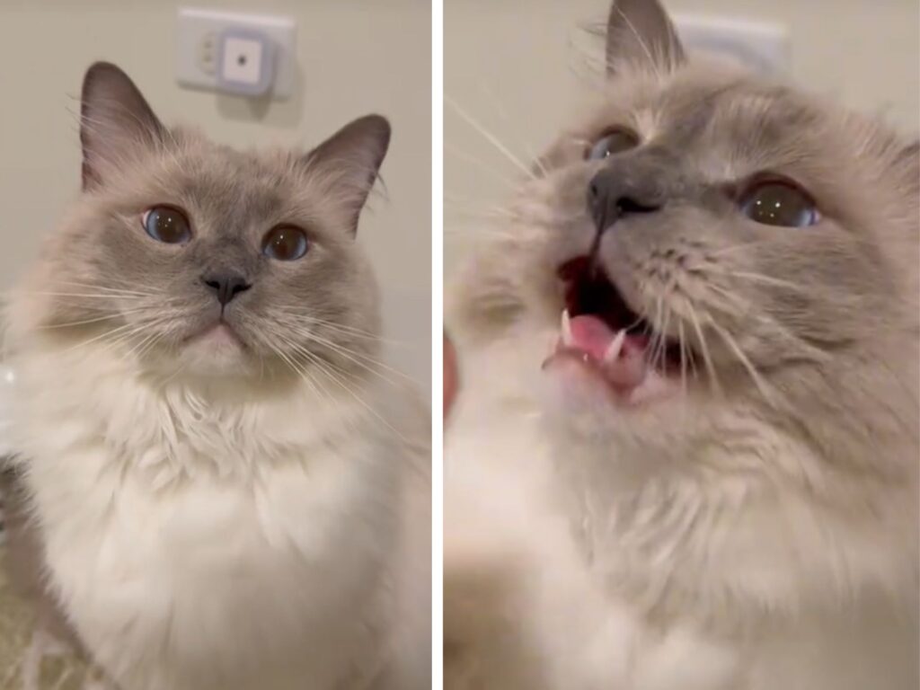 gatto che guarda la fotocamera