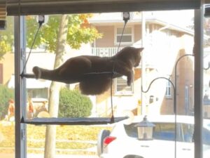 Il gatto decide di regalarsi un po’ di relax davanti alla finestra e tutte le persone impazziscono per lui