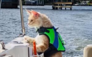Questo Maine Coon che ama andare in barca sta davvero facendo sognare tutti quanti (VIDEO)