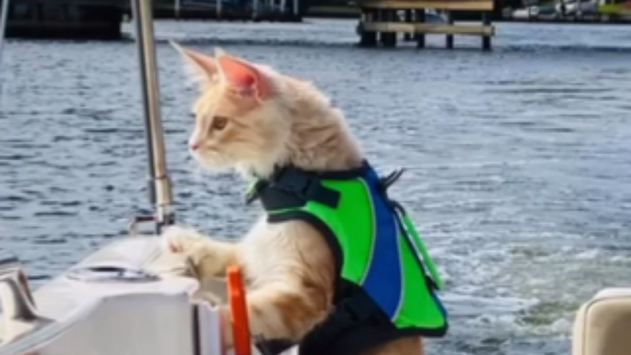 gatto in barca
