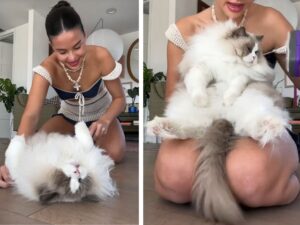 La mamma decide che è il momento di spazzolarla e questa Ragdoll reagisce nel modo più carino che ci sia