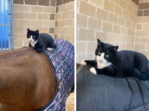 Questo gattino da fattoria fa per la prima volta un giro con il suo amico cavallo: è un’immensa dimostrazione di fiducia