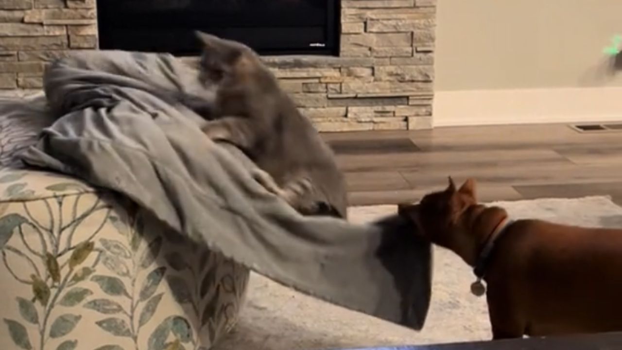 gatto grigio che cerca di aggrapparsi alla coperta