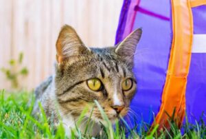 Dopo anni al rifugio il gatto con una patologia difficile trova finalmente qualcuno che lo ami per tutta la vita