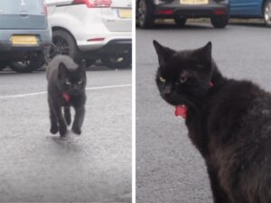 Il gatto nero che va al supermercato ogni giorno ha un’altra caratteristica molto simile a quelle umane