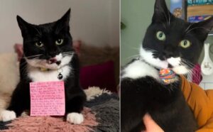 gatto con messaggio