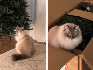 Questo gatto ha deciso di aiutare la sua mamma a montare l’albero di Natale, ma scatena il caos