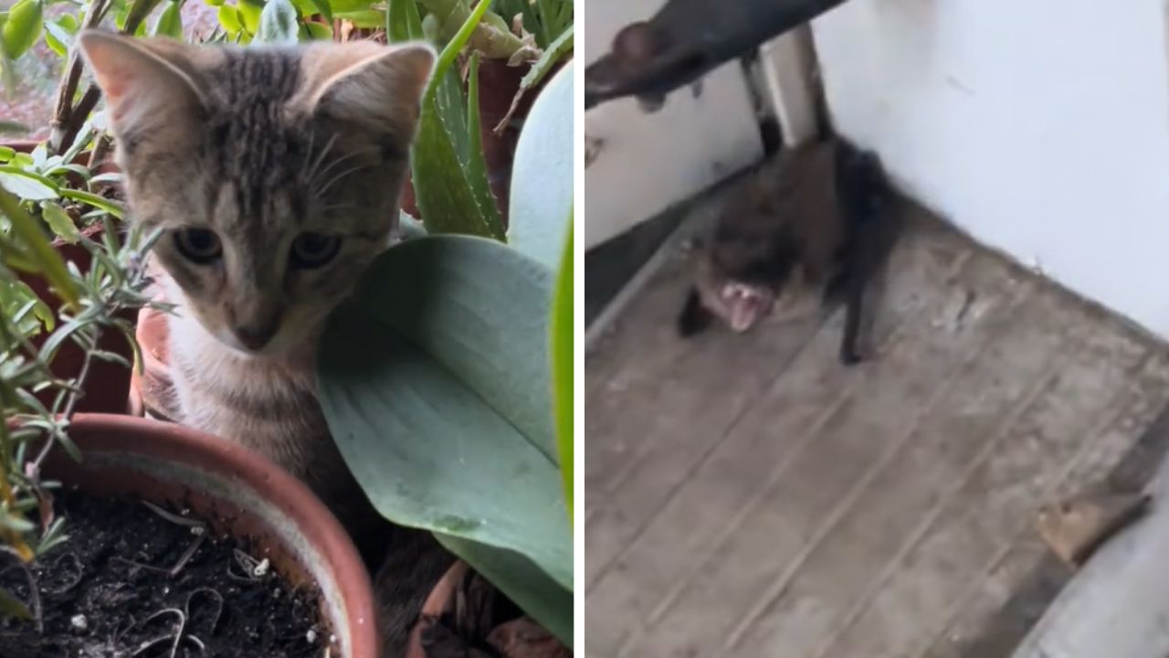 gatto che guarda in basso