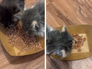 La gattina che si rifiuta di condividere il cibo è la perfetta rappresentazione della rabbia