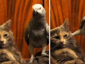 Il gatto viene infastidito dal pappagallo e la sua reazione dà vita a una scenetta tutta da ridere