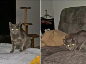 “Chi sarebbero, loro?”: il gatto passa tutta la notte a controllare gli ospiti che stanno dormendo a casa sua