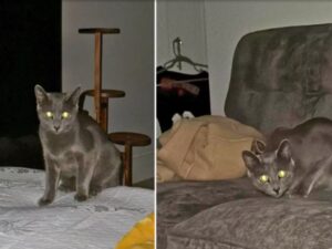 “Chi sarebbero, loro?”: il gatto passa tutta la notte a controllare gli ospiti che stanno dormendo a casa sua