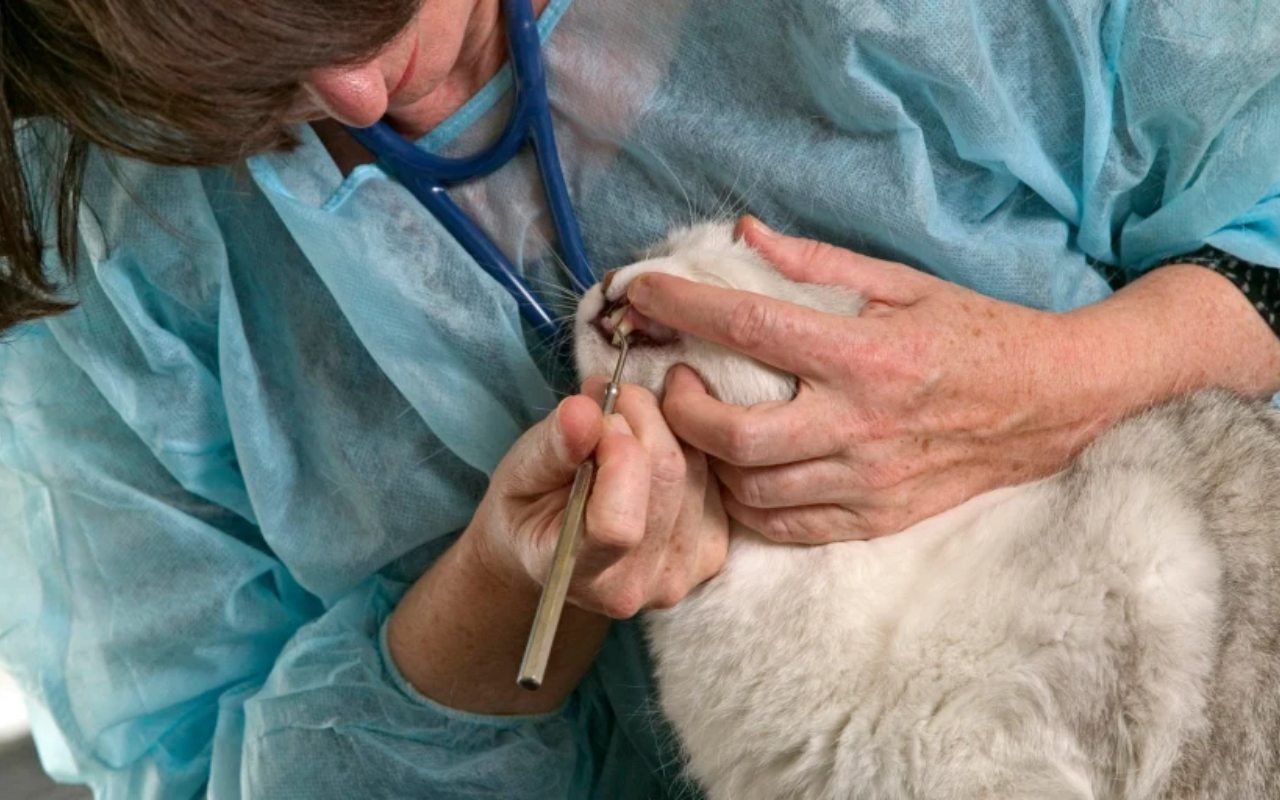 veterinario controlla i denti del gatto