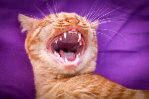 Come capire se il gatto ha mal di denti?