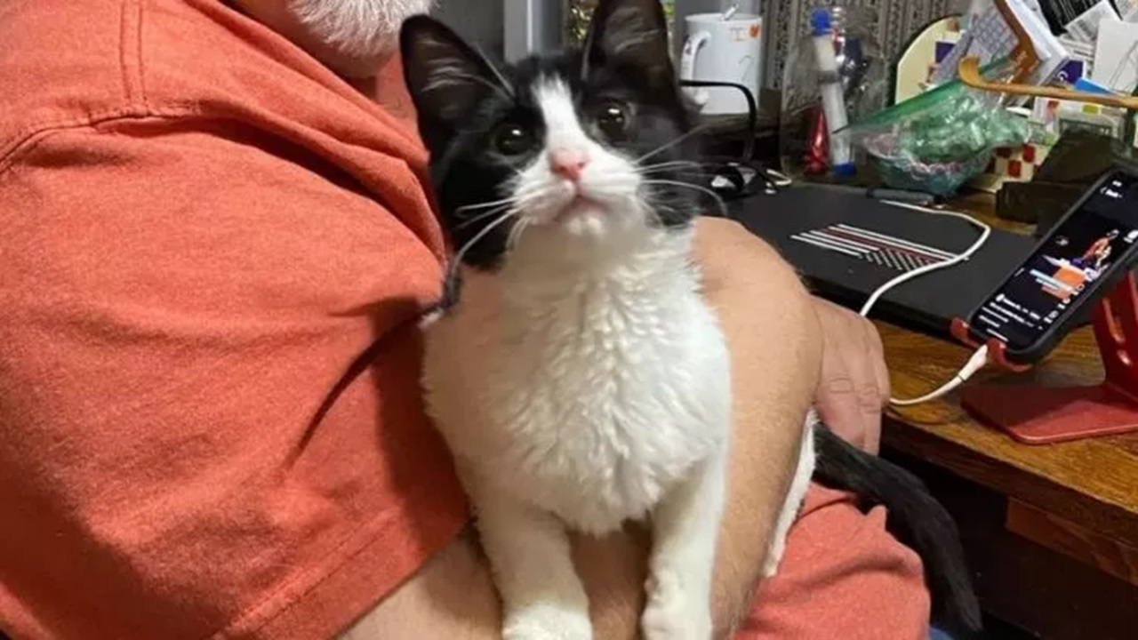 Gattino bianco e nero in braccio