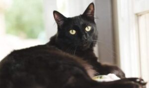 Non lo sanno in molti, ma esiste una storia che dice che in realtà i gatti neri portano fortuna