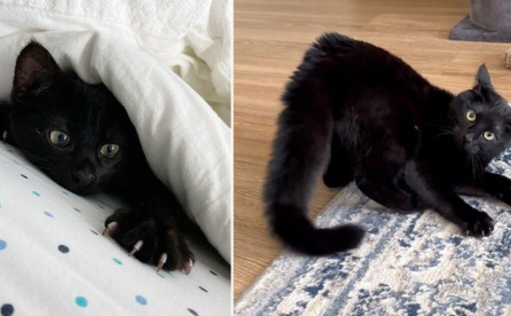 micio nero