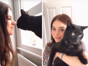 gatto con gli occhi gialli